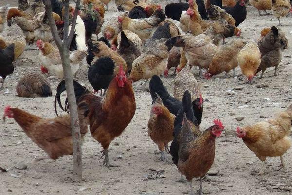 江漢雞苗價格多少錢一只