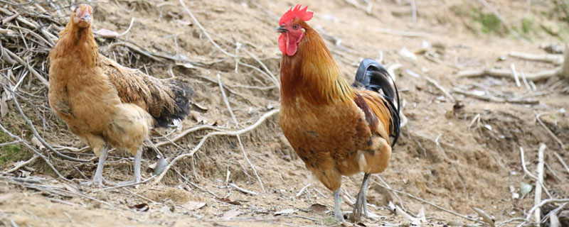 江漢雞養(yǎng)殖技術(shù)