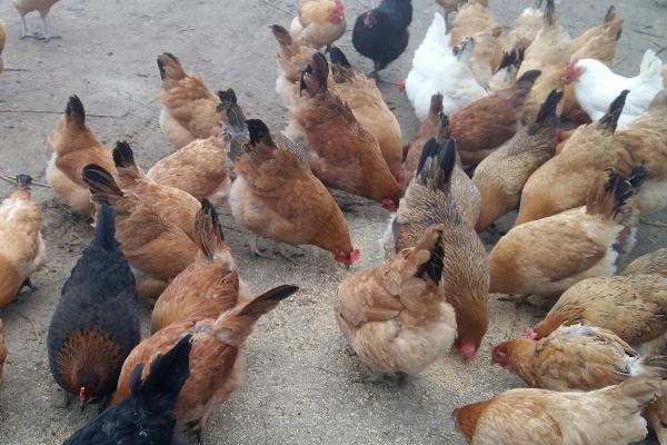 江漢雞優(yōu)缺點(diǎn)