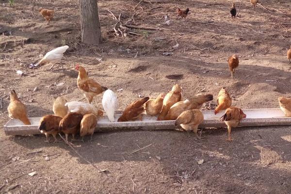 江漢雞優(yōu)缺點(diǎn)