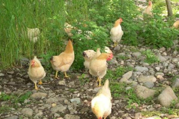 江漢雞優(yōu)缺點(diǎn)