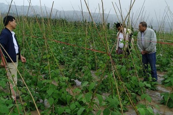豆角大棚種植技術