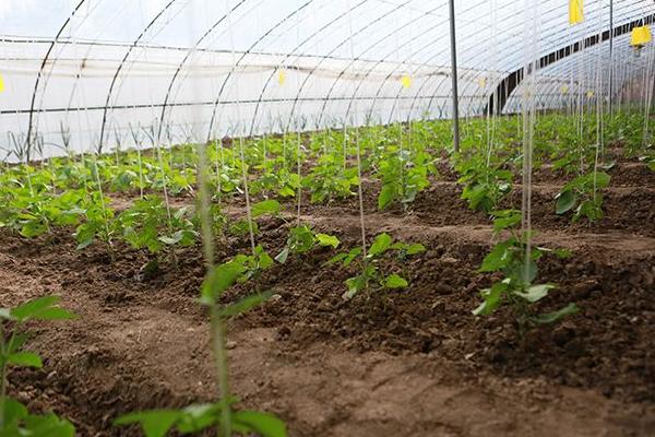 豆角大棚種植技術
