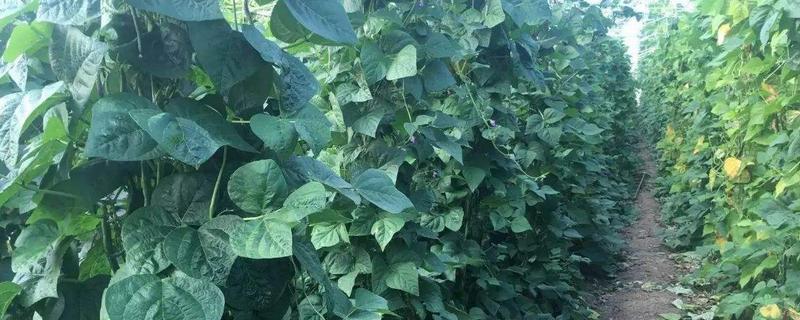 豆角大棚種植技術(shù)