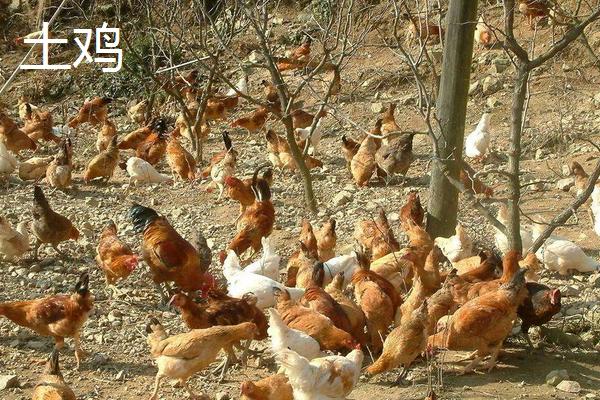 狼山雞和土雞哪個(gè)好