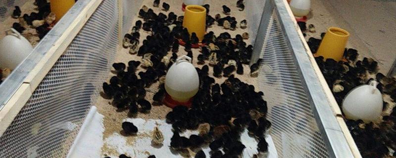 狼山雞苗多少錢一只