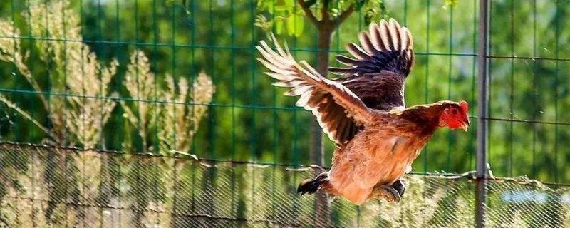 瑯琊雞的特點(diǎn)