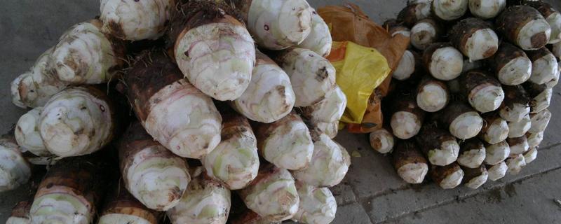 荔浦芋頭上市時(shí)間