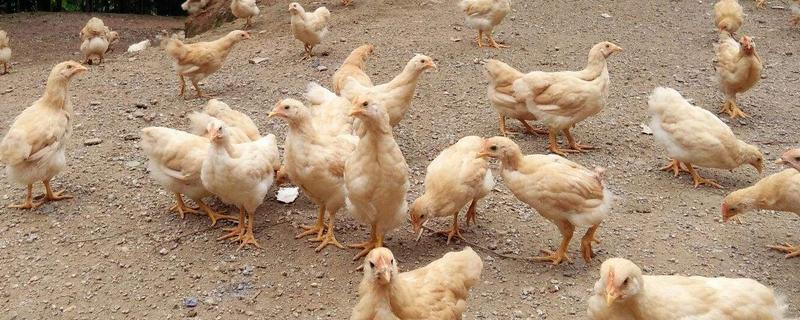 寧都三黃雞養殖技術