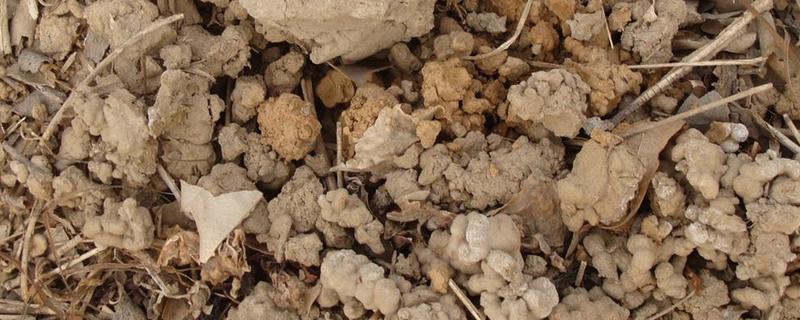 蚯蚓糞可以種葡萄嗎