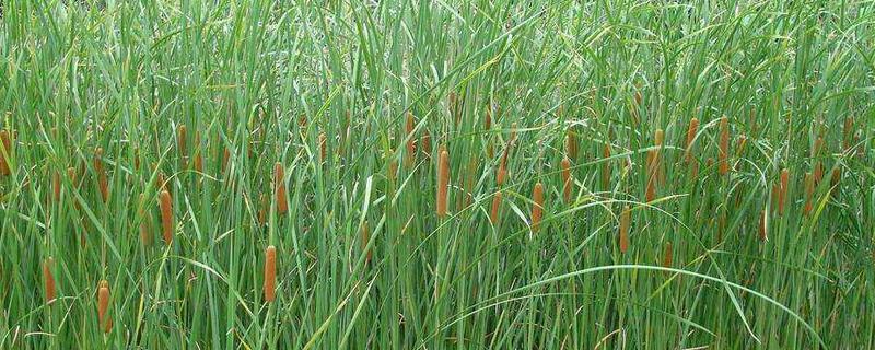 蒲草種植效益