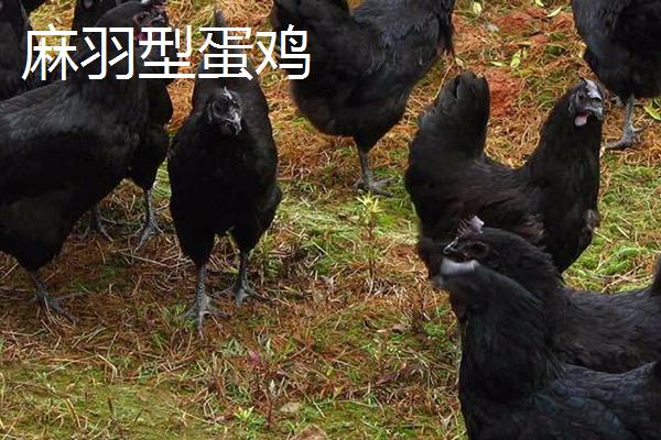 綠殼蛋雞有多少個品種