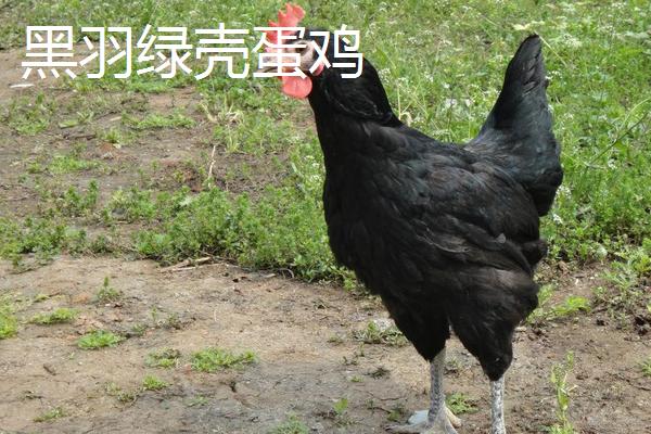 綠殼蛋雞有多少個品種