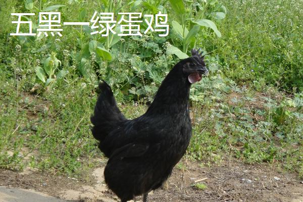 綠殼蛋雞有多少個品種