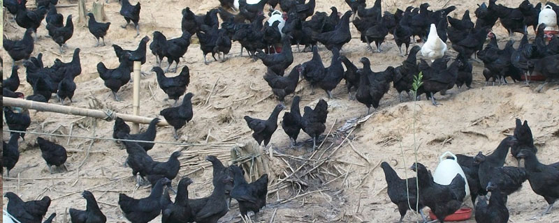 綠殼蛋雞有多少個品種