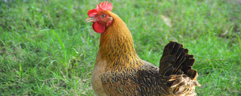 麻黃雞和三黃雞的區別