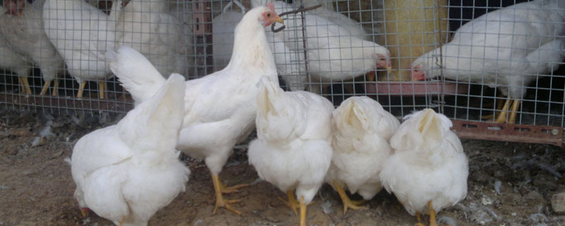 肉雞和麻雞的區別