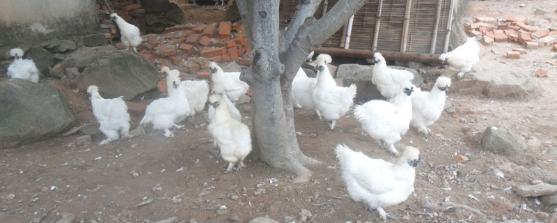 絲羽烏骨雞吃什么