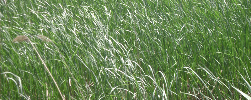 臭蒲草與香蒲草區別