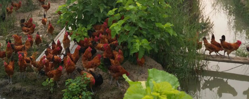 金陽絲毛雞價格多少錢一斤