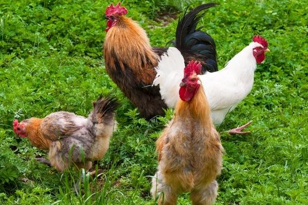 金陽絲毛雞價格多少錢一斤