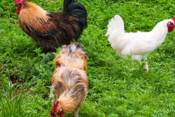 金陽絲毛雞價格多少錢一斤