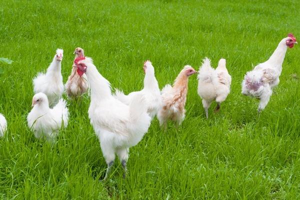 金陽絲毛雞價格多少錢一斤