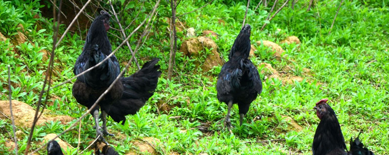 舊院黑雞多少錢一斤