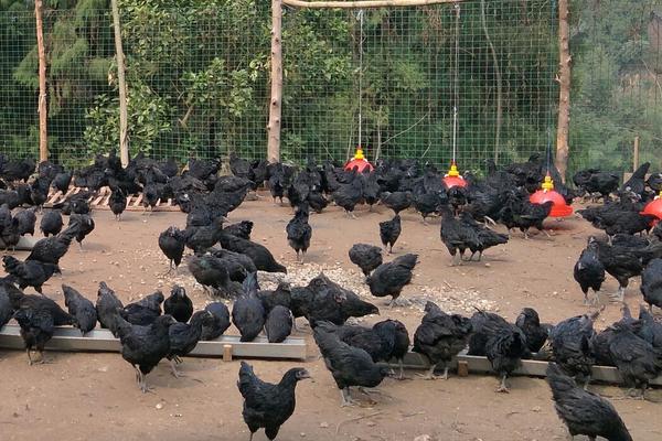 舊院黑雞多少錢一斤