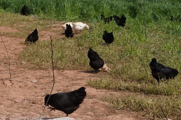 舊院黑雞多少錢一斤