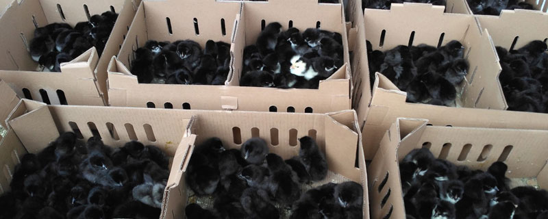 舊院黑雞苗多少錢一只