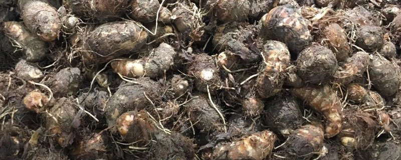 荔浦芋頭保存方法