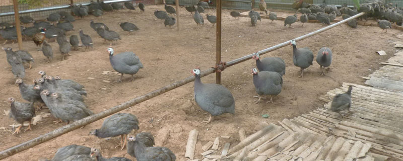 珍珠雞養殖利潤