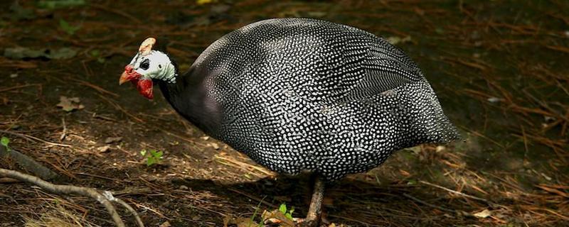 珍珠雞養殖技術