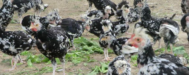 貴妃雞養殖技術