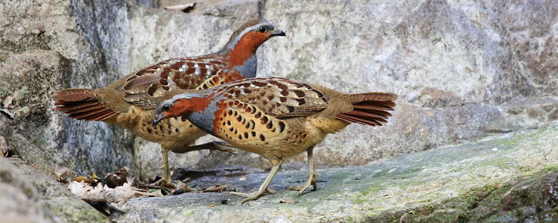 竹雞一年繁殖幾次