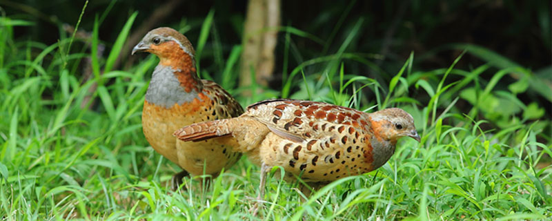 竹雞養(yǎng)殖技術(shù)