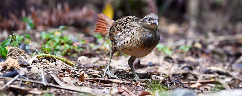 竹雞價(jià)格多少錢一只