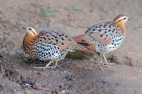 竹雞價(jià)格多少錢一只