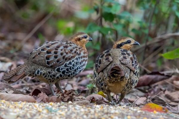 竹雞價(jià)格多少錢一只