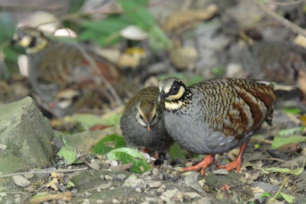 竹雞價(jià)格多少錢一只