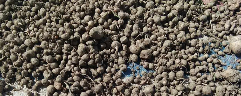 西和干半夏價格