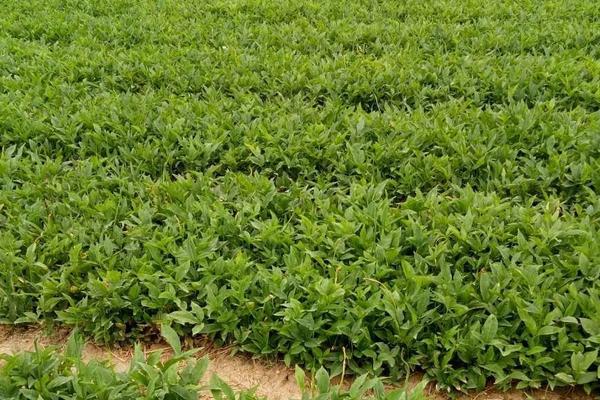 西和干半夏價格