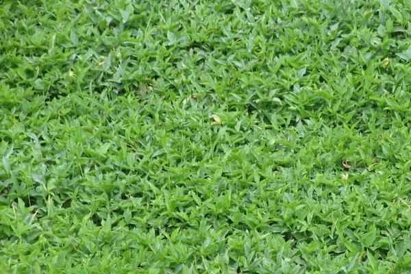 西和干半夏價格