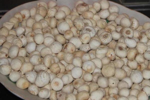 西和干半夏價格