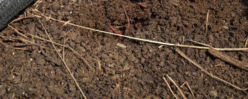 蚯蚓糞養(yǎng)花優(yōu)缺點(diǎn)