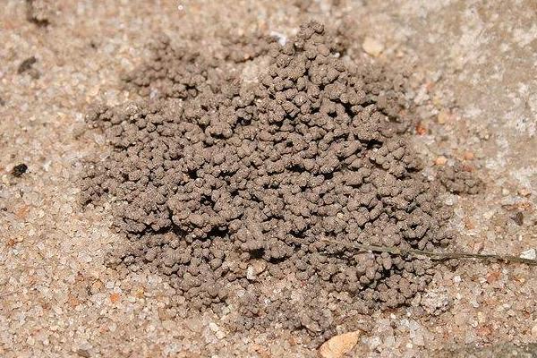 蚯蚓糞養(yǎng)花優(yōu)缺點(diǎn)