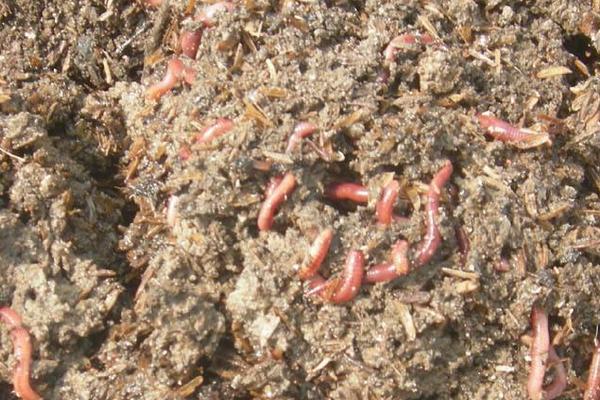 蚯蚓糞養(yǎng)花優(yōu)缺點(diǎn)