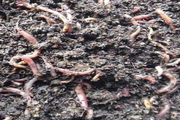 蚯蚓糞養(yǎng)花優(yōu)缺點(diǎn)