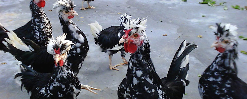 貴妃雞養殖成本及利潤